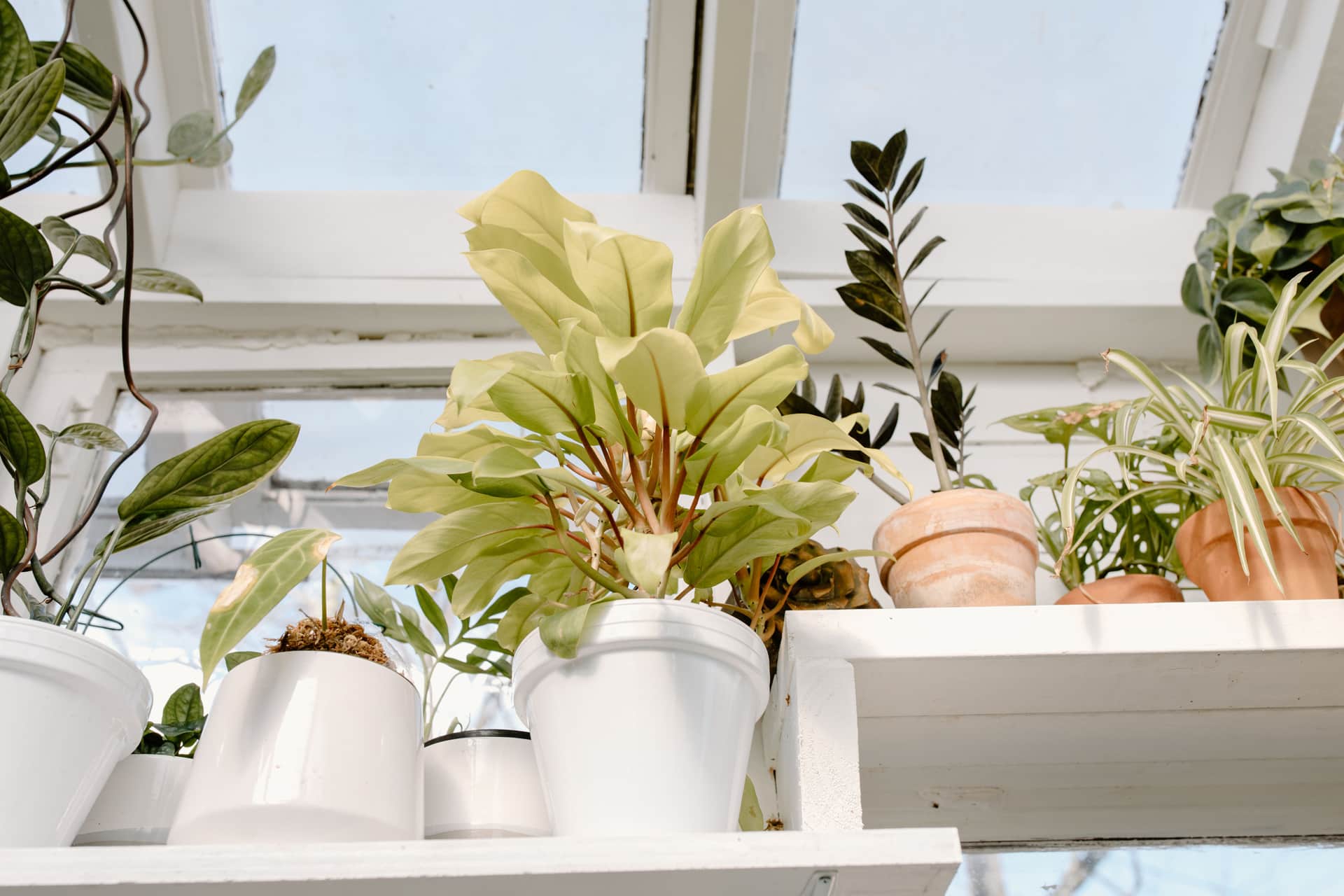 Houseplants on a shelf beside a bright window
